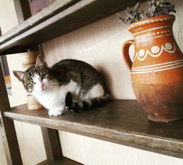 Pensiunea Casa Maria Valea Iadului Draganului