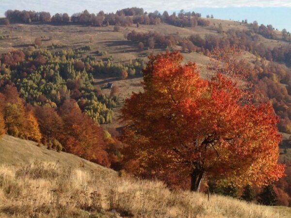 Pensiunea Casa Maria Valea Iadului Draganului